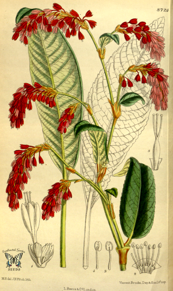 Polygonum griffithii. Curtis’s Botanical Magazine, vol. 143 [ser. 4, vol. 13]  (1917) [M. Smith]