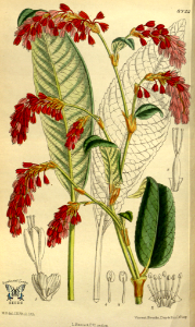 Polygonum griffithii. Curtis’s Botanical Magazine, vol. 143 [ser. 4, vol. 13]  (1917) [M. Smith]