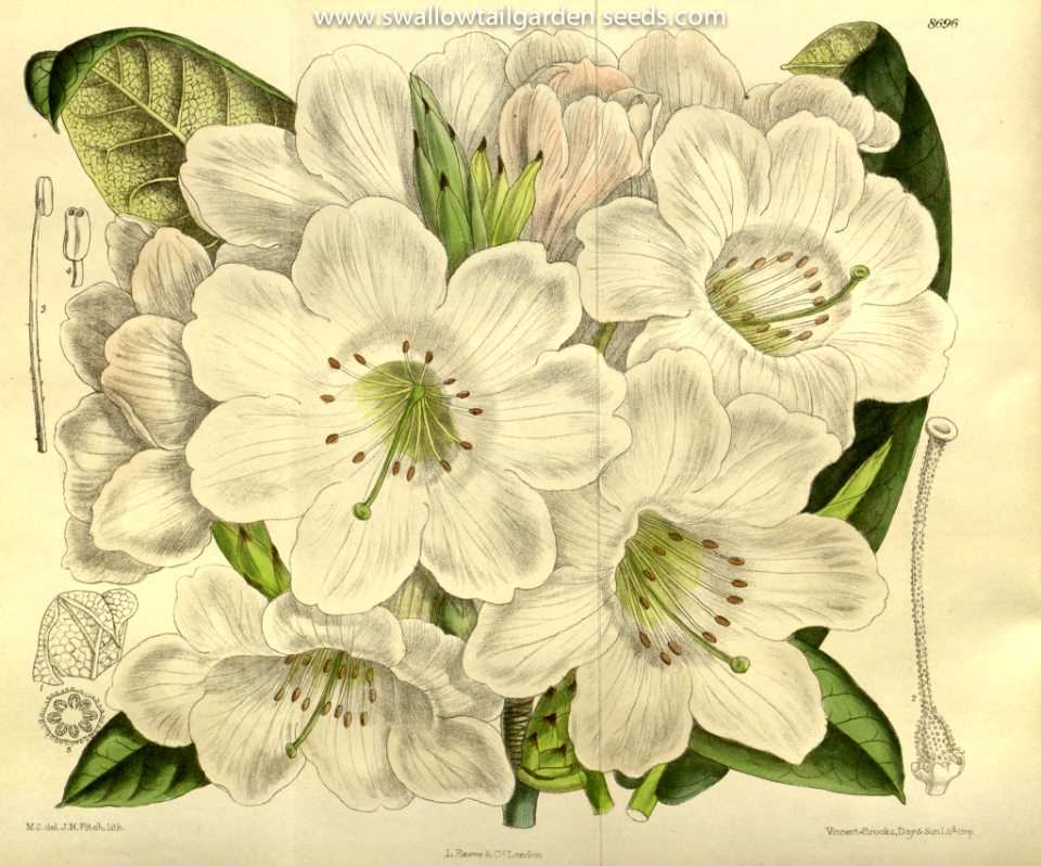 Rhododendron discolor. Curtis’s Botanical Magazine, vol. 143 [ser. 4, vol. 13] (1917) [M. Smith]