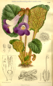 Chirita speciosa . Curtis’s Botanical   Magazine, vol. 143 [ser. 4, vol. 13]  (1917) [M. Smith]