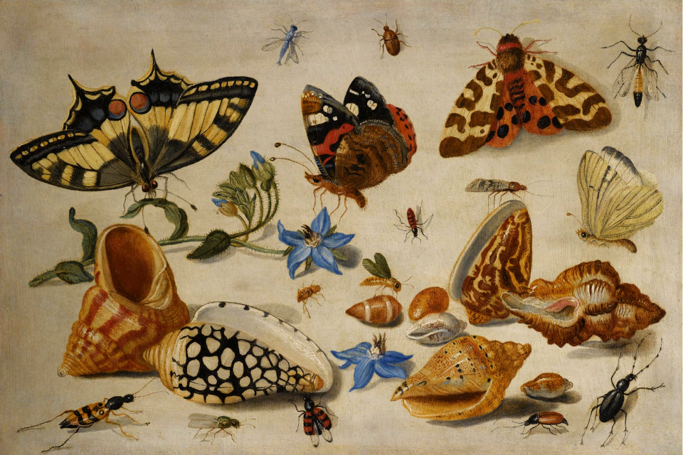 A Swallowtail (Papilio machaon), a Red Admiral (Vanessa atalanta) and other Insects with shells and a sprig of borage (Borago officinalis). By Jan van Kessel the Elder (1659)