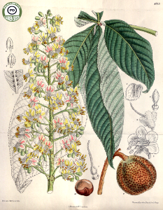 Aesculus turbinata. Curtis’s Botanical Magazine, vol. 143 [ser. 4, vol. 13]  (1917) [M. Smith]