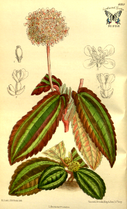 Pilea forgetii. Curtis’s Botanical   Magazine, vol. 143 [ser. 4, vol. 13]  (1917) [M. Smith]