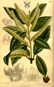 Lithocarpus densiflorus Curtis’s Botanical Magazine, vol. 143 [ser. 4, vol. 13]  (1917) [M. Smith]