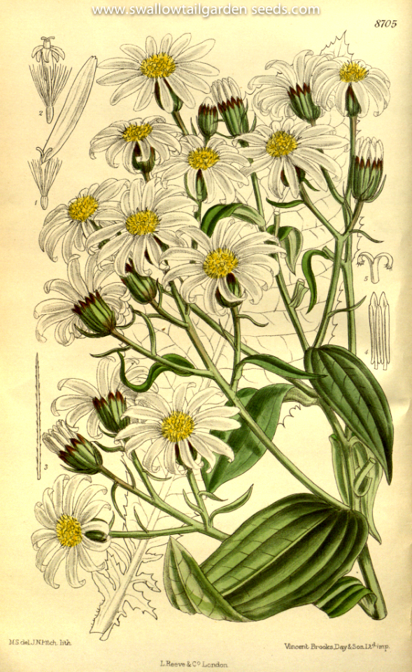 Brachyglottis hectori. Curtis’s Botanical   Magazine, vol. 143 [ser. 4, vol. 13]  (1917) [M. Smith]