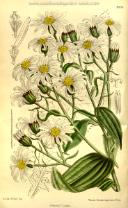 Brachyglottis hectori. Curtis’s Botanical   Magazine, vol. 143 [ser. 4, vol. 13]  (1917) [M. Smith]