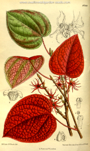 Disanthus cercidifolius. Curtis’s Botanical Magazine, vol. 143 [ser. 4, vol. 13]  (1917) [M. Smith]