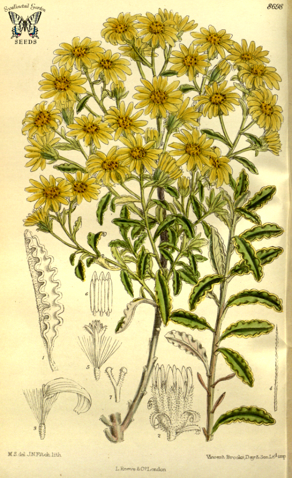 Brachyglottis monroi.Curtis’s Botanical Magazine, vol. 143 [ser. 4, vol. 13]  (1917) [M. Smith]