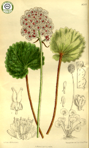 Saxifraga manshuriensis . Curtis’s Botanical Magazine, vol. 143 [ser. 4, vol. 13]  (1917) [M. Smith]