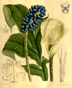 Amorphophallus yunnanensis. Curtis’s Botanical Magazine, vol. 143 [ser. 4, vol. 13]  (1917) [M. Smith]