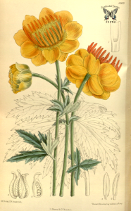 Trollius chinensis. Curtis’s Botanical Magazine, vol. 140 [ser. 4, vol. 10] (1914) [Mathilda Smith]. Free illustration for personal and commercial use.