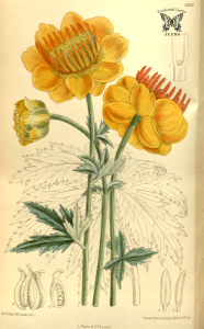 Trollius chinensis. Curtis’s Botanical Magazine, vol. 140 [ser. 4, vol. 10] (1914) [Mathilda Smith]