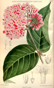 Rondeletia cordata. Curtis’s Botanical Magazine, vol. 140 [ser. 4, vol. 10] (1914) [M. Smith]. Free illustration for personal and commercial use.