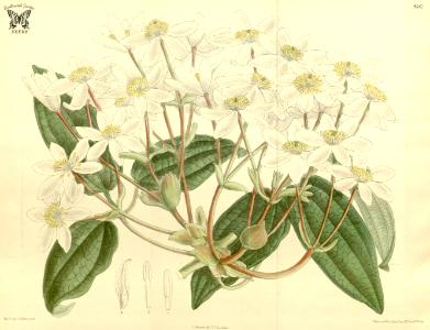 Evergreen Clematis. Great masses of extremely sweetly fragrant white flowers in spring. Clematis armandii. Curtis’s Botanical Magazine, vol. 140 [ser. 4, vol. 10] (1914) [M. Smith]