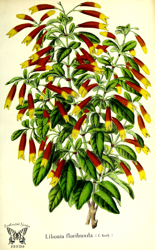 Justicia floribunda (as Libonia floribunda)  1864