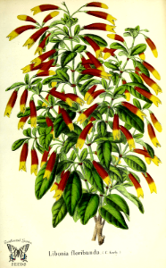 Justicia floribunda (as Libonia floribunda) 1864. Free illustration for personal and commercial use.