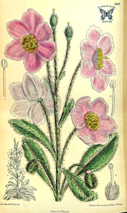 Meconopsis rudis. Curtis’s Botanical Magazine, vol. 140 [ser. 4, vol. 10] (1914) [Mathilda Smith]. Free illustration for personal and commercial use.