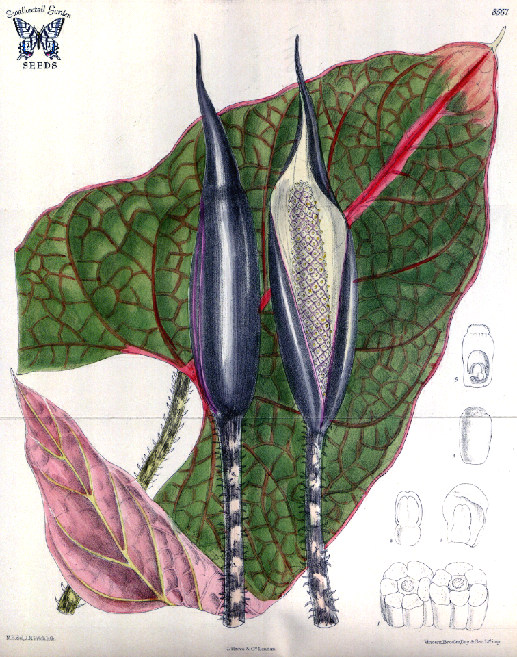 Cyrtosperma johnstonii. Curtis’s Botanical Magazine, vol. 140 [ser. 4, vol. 10] (1914) [M. Smith]