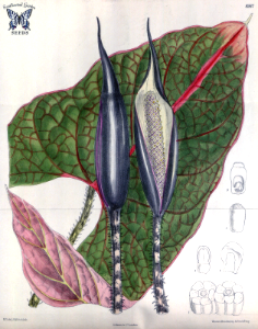 Cyrtosperma johnstonii. Curtis’s Botanical Magazine, vol. 140 [ser. 4, vol. 10] (1914) [M. Smith]. Free illustration for personal and commercial use.