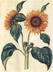 Sunflower (Helianthus annuus). Gottorfer Codex, (1649-1659) [Hans Simon Holtzbecker]. Free illustration for personal and commercial use.