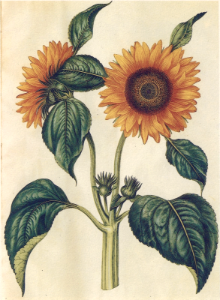 Sunflower (Helianthus annuus). Gottorfer Codex,  (1649-1659) [Hans Simon Holtzbecker]