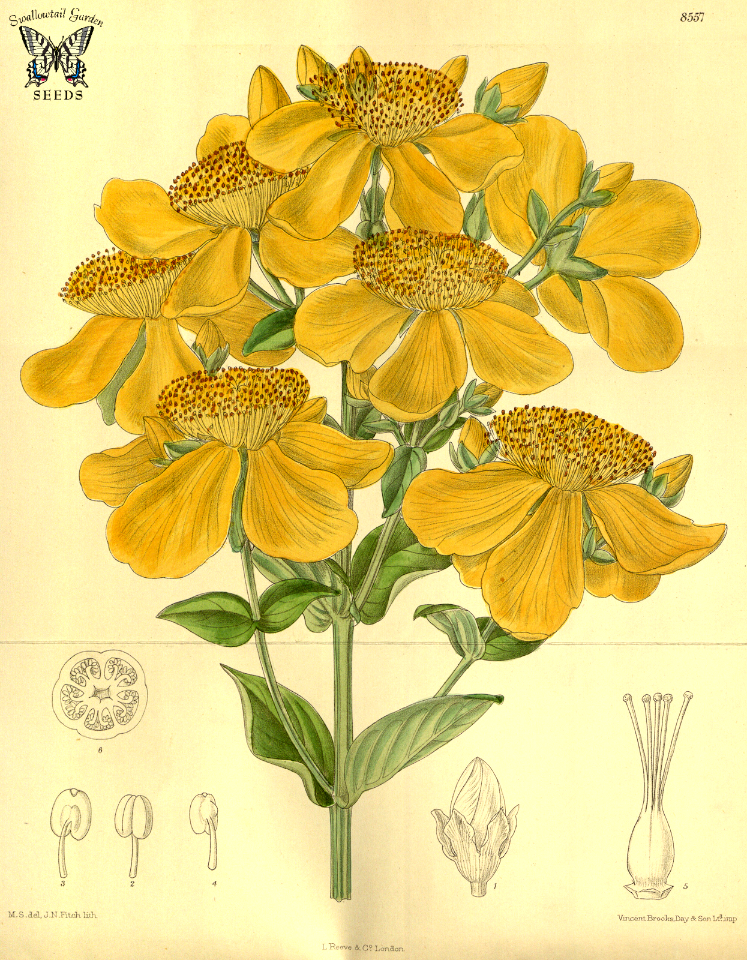 Hypericum ascyron. Curtis’s Botanical Magazine, vol. 140 [ser. 4, vol. 10]  (1914) [M. Smith]