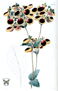Calceolaria youngii. Edwards’s Botanical Register, vol. 17 (1831) [J.T. Hart]. Free illustration for personal and commercial use.