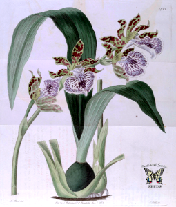 2Zygopetalum maculatum. Edwards’s Botanical Register, vol. 17 (1831)  [M. Hart]