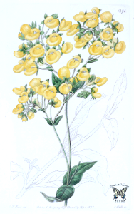 Calceolaria dentata. Edwards’s Botanical Register, vol. 17 (1831) [J.T. Hart]. Free illustration for personal and commercial use.