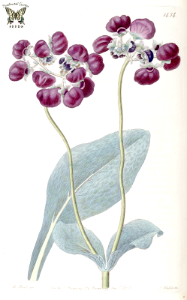 Calceolaria arachnoidea. Edwards’s Botanical Register, vol. 17 (1831) {M. Hart]. Free illustration for personal and commercial use.
