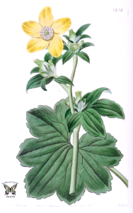 Ranunculus creticus L. var. macrophyllus. Edwards’s Botanical Register, vol. 17 (1831)