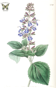 Salvia rhombifolia. Edwards’s Botanical Register, vol. 17 (1831) [M. Hart]. Free illustration for personal and commercial use.