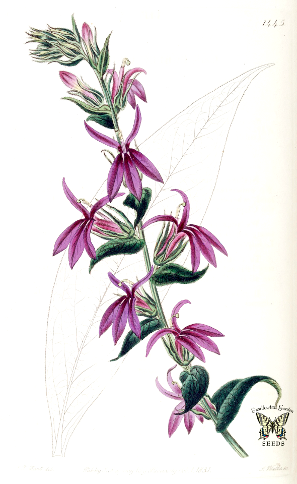 Lobelia hort. cv. lowii. Edwards’s Botanical Register, vol. 17 (1831)   [J.T. Hart]