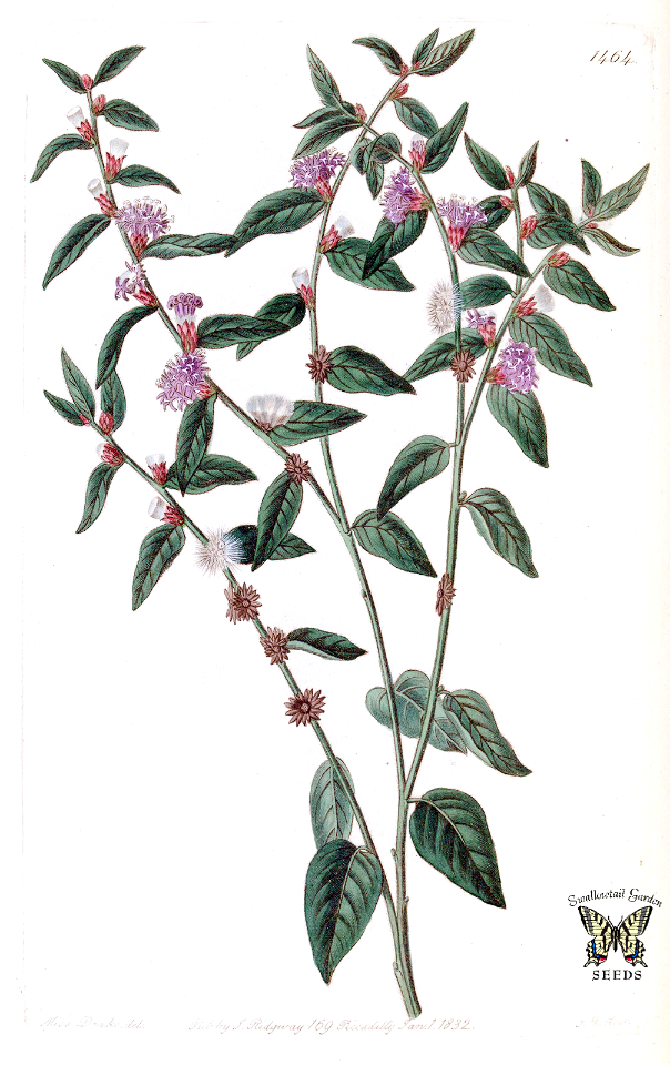 Vernonia axilliflora. Edwards’s Botanical Register, vol. 17 (1831)  [S.A. Drake]