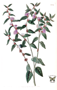 Vernonia axilliflora. Edwards’s Botanical Register, vol. 17 (1831) [S.A. Drake]. Free illustration for personal and commercial use.