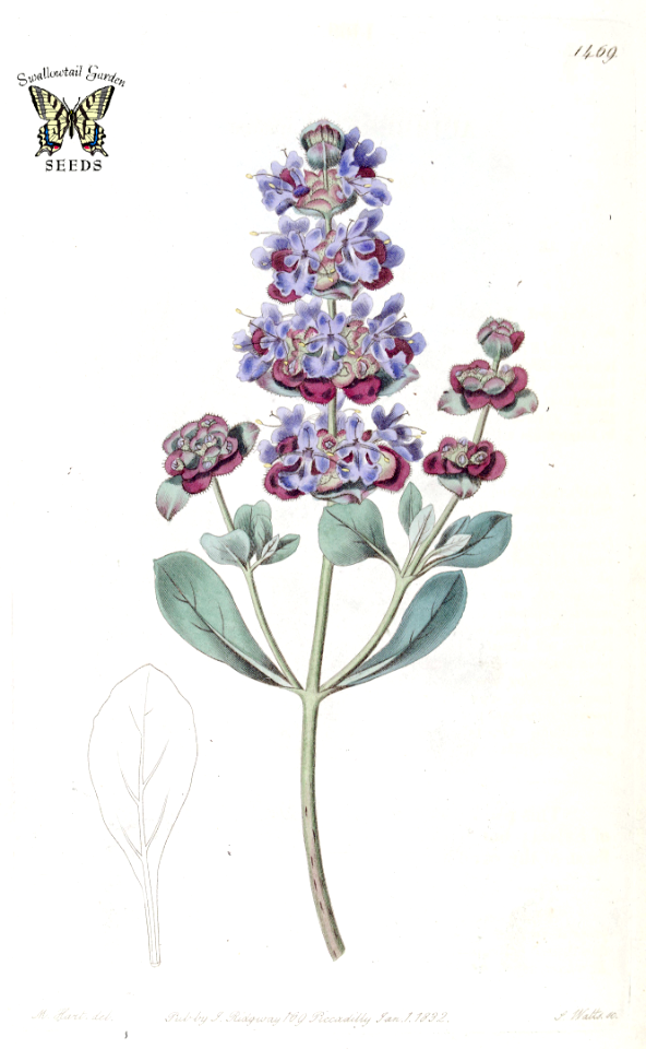 Salvia dorrii. Edwards’s Botanical Register, vol. 17 (1831) [M. Hart]