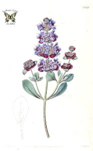 Salvia dorrii. Edwards’s Botanical Register, vol. 17 (1831) [M. Hart]. Free illustration for personal and commercial use.
