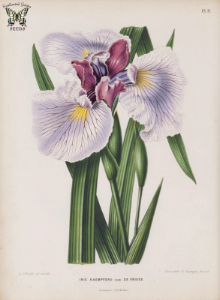 Iris kaempferii var. De Vriese. Witte, H., Flora. Afbeeldingen en beschrijvingen van boomen, heesters, éénjarige planten, enz., voorkomende in de Nederlandsche tuinen (1868) [A.J. Wendel]