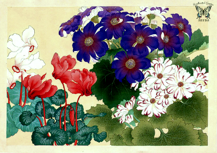 Cyclamen and Cineraria. Seiyo Soka Zufu (A Picture Album of Western Plants and Flowers) Woodblock print by Tanigami Konan (1917).. Free illustration for personal and commercial use.