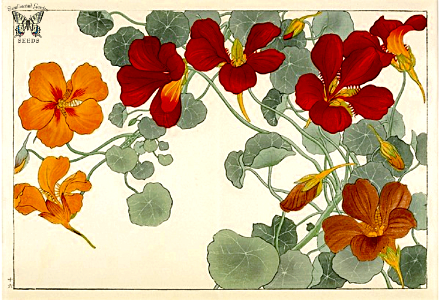 Nasturtium (1917). Free illustration for personal and commercial use.