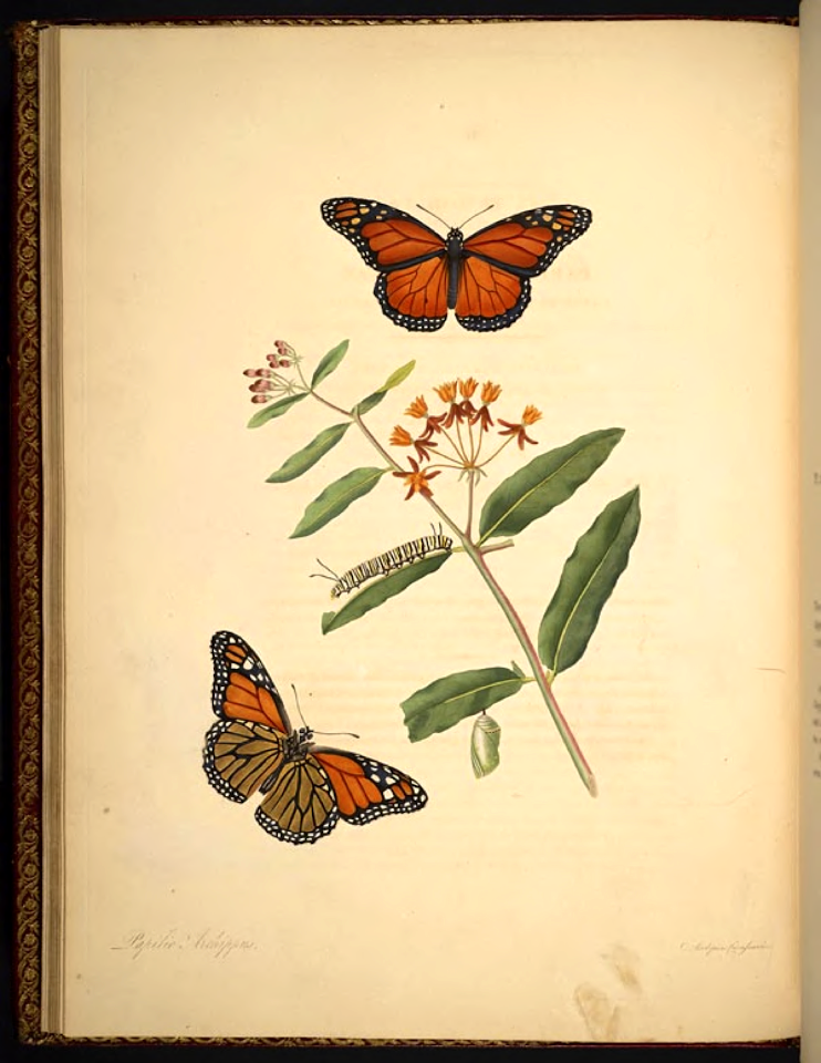Butterfly Weed (Asclepias curassavica) and Monarch butterfly [Danaus plexippus, as Papilio archippus]