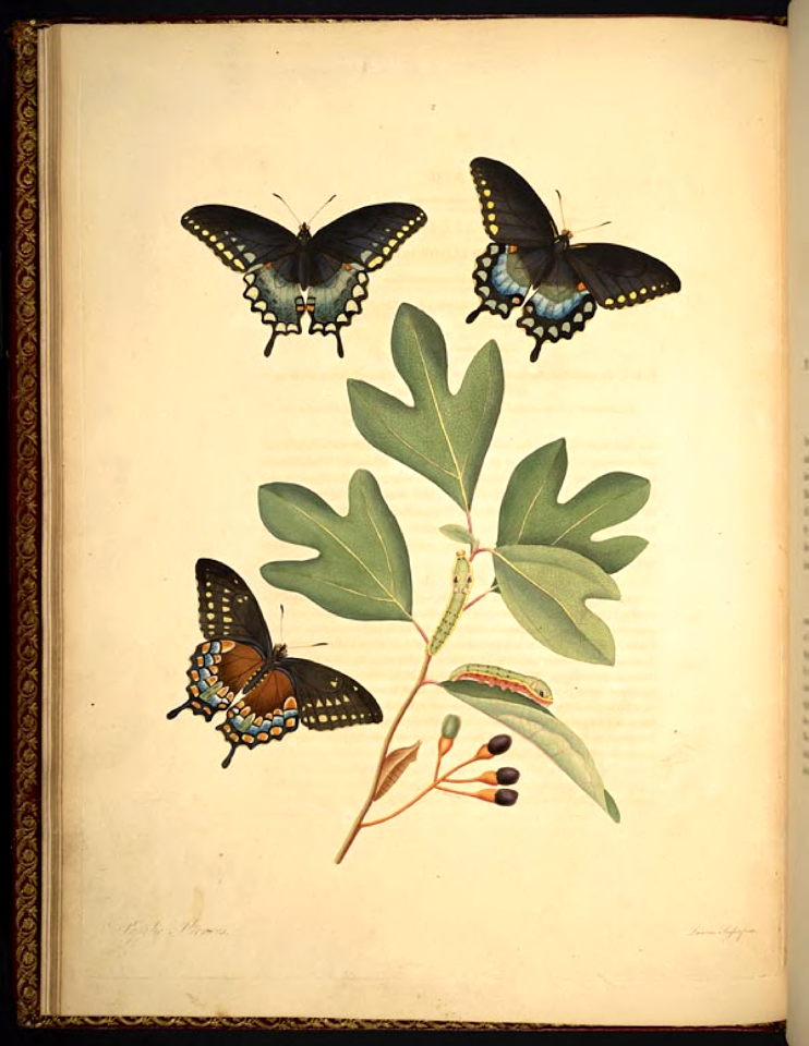 Sassafras Black Swallowtail butterfly (Papilio troilus ilioneus), on Sassafras tree (Sassafras albidum).