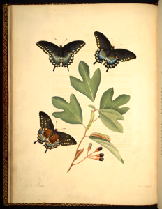 Sassafras Black Swallowtail butterfly (Papilio troilus ilioneus), on Sassafras tree (Sassafras albidum).