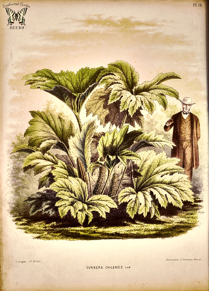 Dinosaur Food. Gunnera tinctoria (as Gunnera chilensis) Flora. Afbeeldingen en beschrijvingen van boomen, heesters, éénjarige planten, enz., voorkomende in de Nederlandsche tuinen, Witte, H. (1868) [A.J. Wendel]