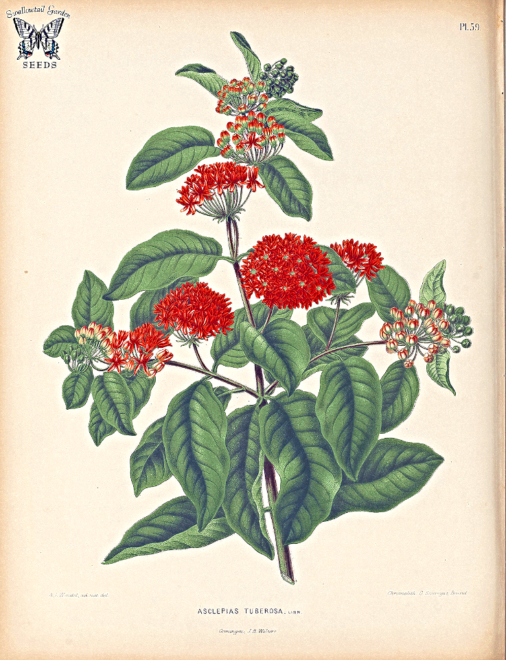 Butterfly Weed (1868)