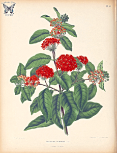 Butterfly Weed (1868). Free illustration for personal and commercial use.