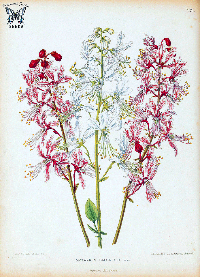 Burning Bush, Gas plant. Dictamnus albus  [as Dictamnus fraxinella]  Flora. Afbeeldingen en beschrijvingen van boomen, heesters, éénjarige planten, enz., voorkomende in de Nederlandsche tuinen, Witte, H. (1868) [A.J. Wendel]