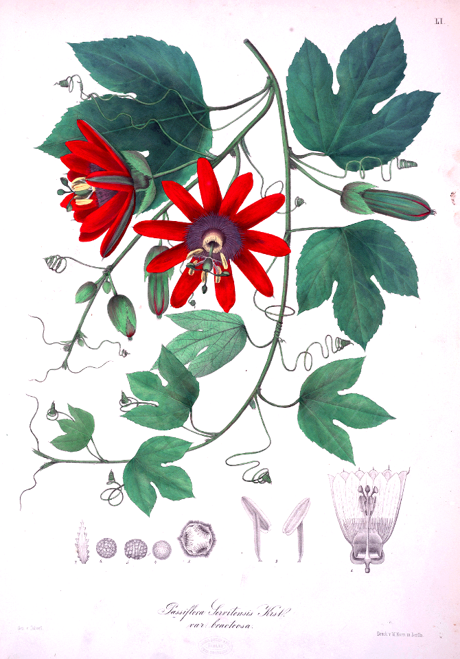 Passiflora vitifolia (as Passiflora servitensis) Karsten, K.W.G.H., Florae Columbiae, vol. 1 (1869).
