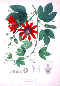 Passiflora vitifolia (as Passiflora servitensis) Karsten, K.W.G.H., Florae Columbiae, vol. 1 (1869).
