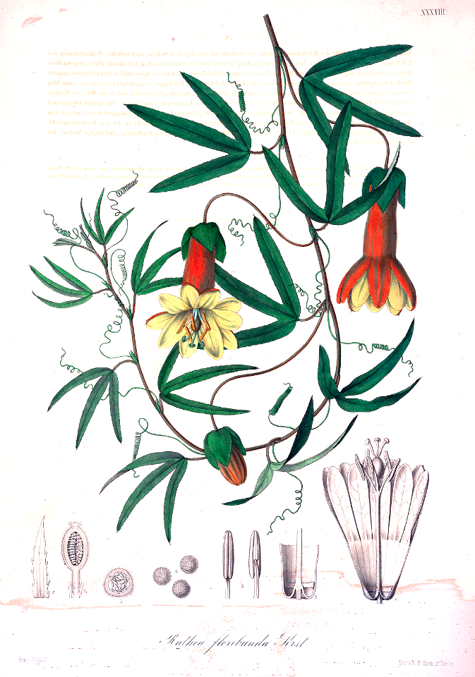 Passiflora andina [as Rathea floribunda]